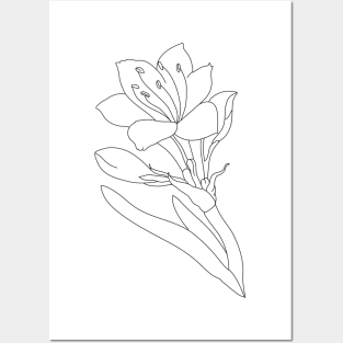 lily flower - minimalist drawing Posters and Art